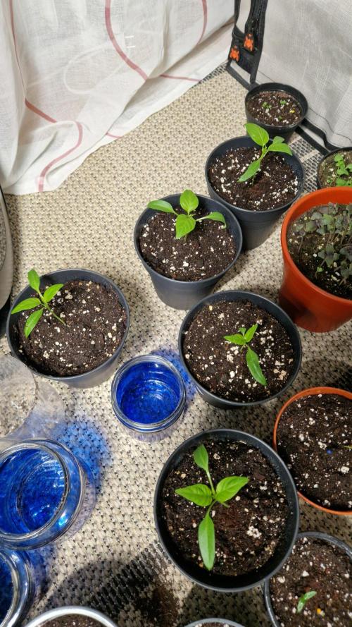 💚🌱Balcony Garden 2.0💚🌱. Week 1
