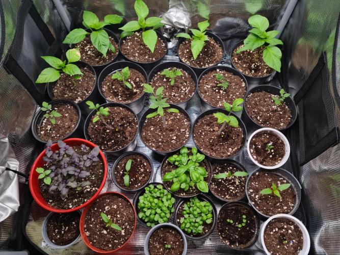 💚🌱Balcony Garden 2.0💚🌱. Week 2 - Getting ready for balcony garden 2.0
