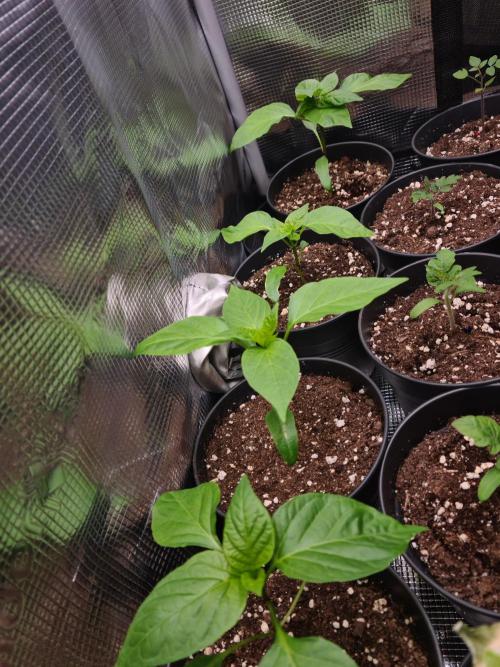 💚🌱Balcony Garden 2.0💚🌱. Week 2 - Peppers and tomatoes