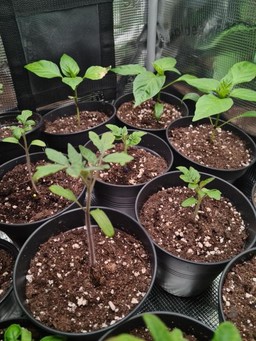 💚🌱Balcony Garden 2.0💚🌱. Week 2 - Peppers and Tomatoes
