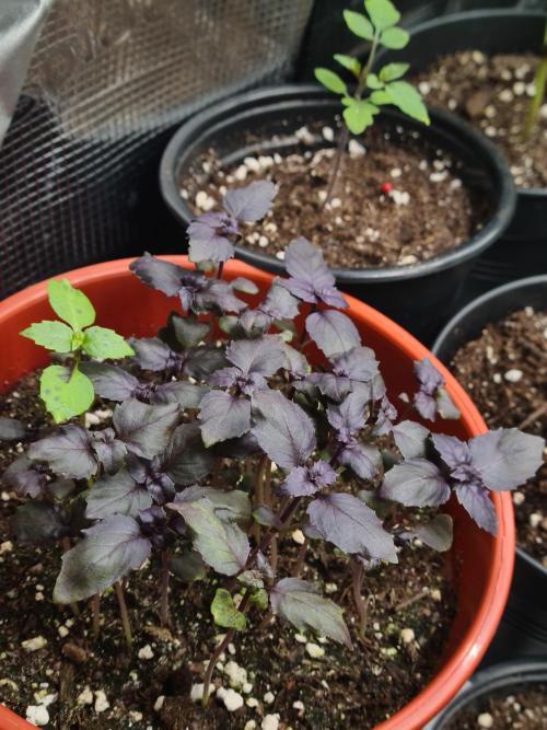 💚🌱Balcony Garden 2.0💚🌱. Week 2 - Purple Basil
