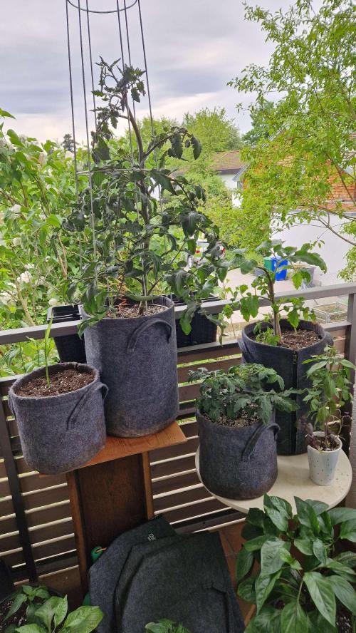 💚🌱Balcony Garden 2.0💚🌱. Week 3
