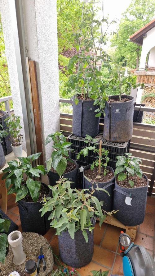 💚🌱Balcony Garden 2.0💚🌱. Week 3