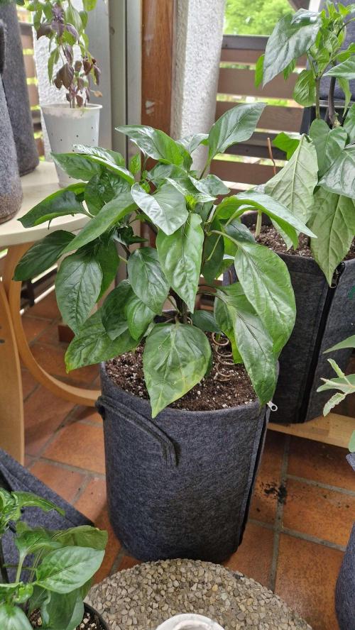 💚🌱Balcony Garden 2.0💚🌱. Week 3