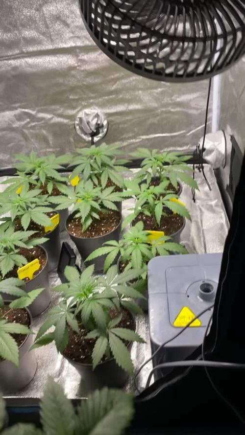 Crystal Candy F1