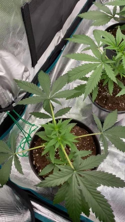 Crystal Candy F1