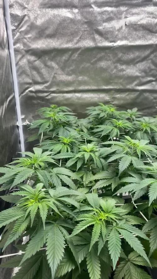 Crystal Candy F1
