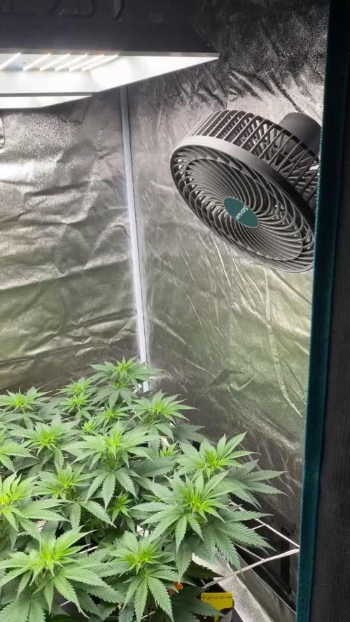 Crystal Candy F1