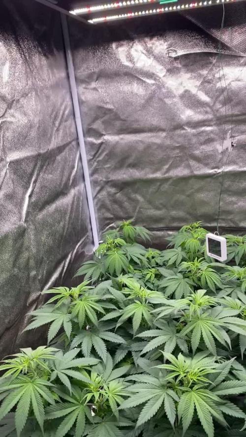 Crystal Candy F1