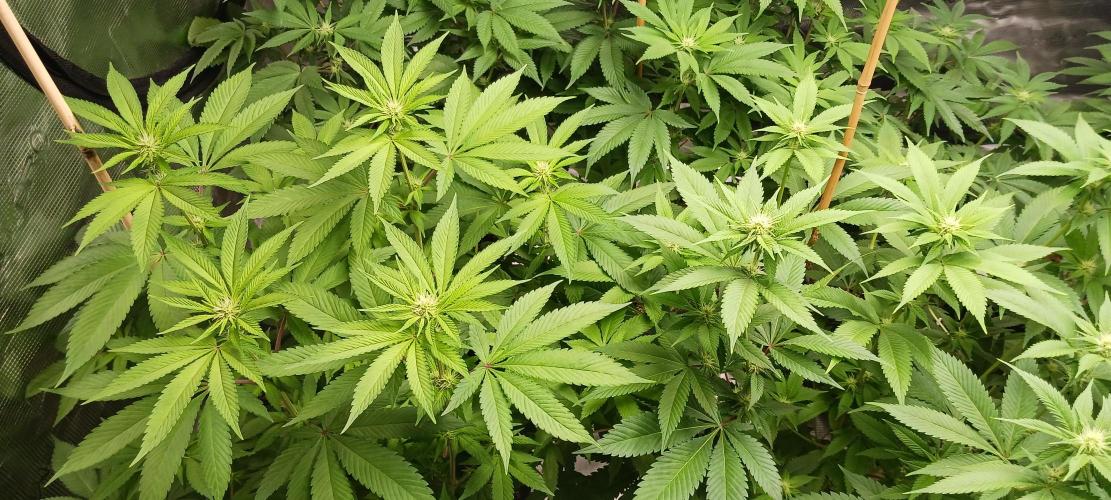 Fall Winter 2025. Week 8