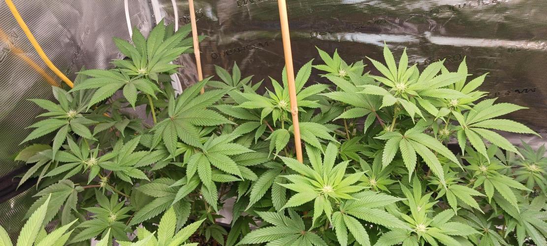 Fall Winter 2025. Week 8