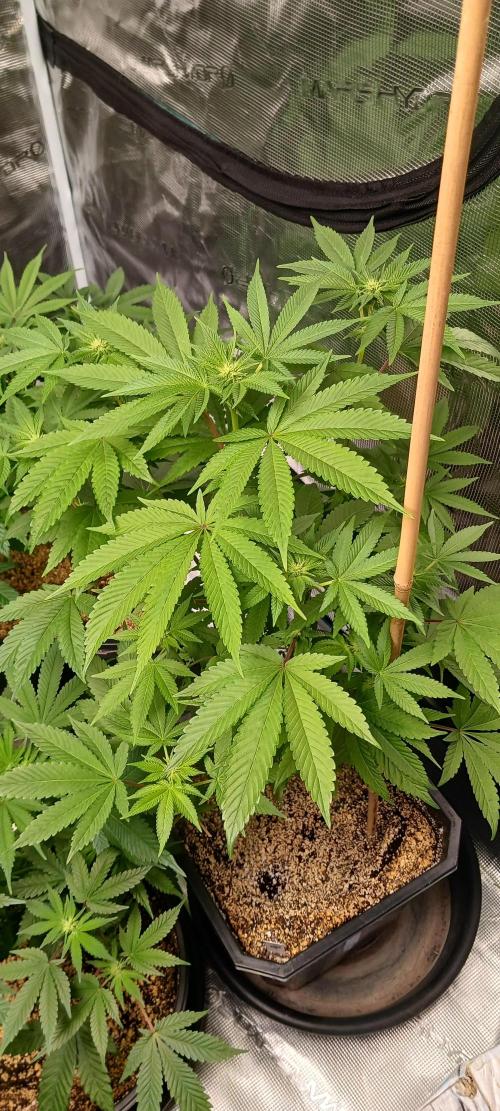 Fall Winter 2025. Week 8