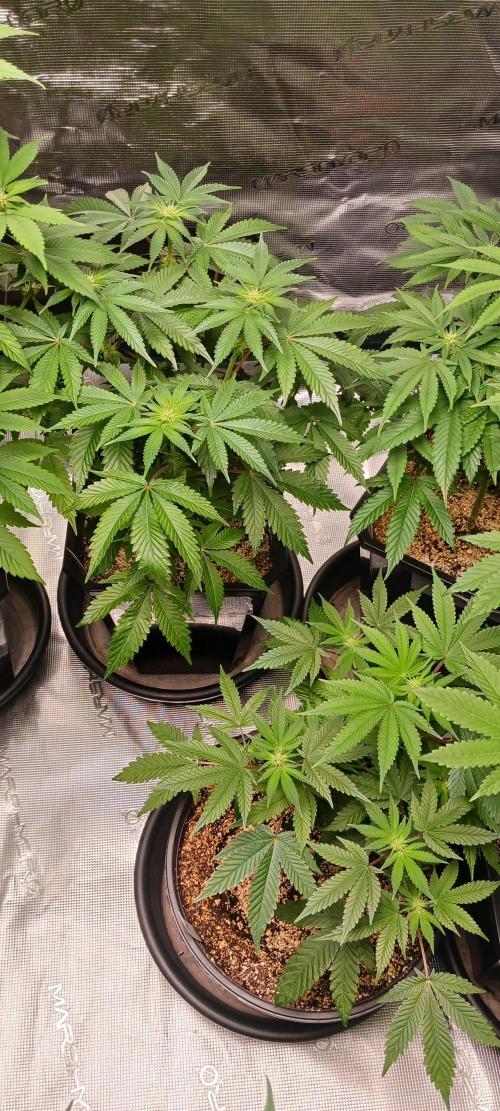 Fall Winter 2025. Week 8