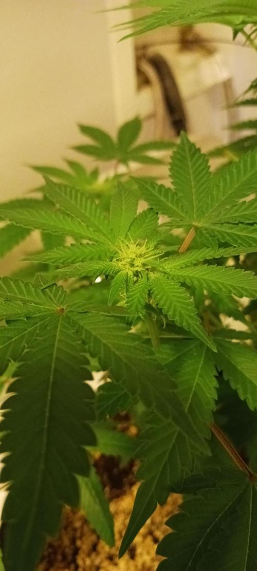 Fall Winter 2025. Week 8