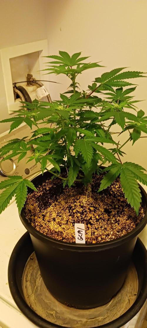 Fall Winter 2025. Week 8