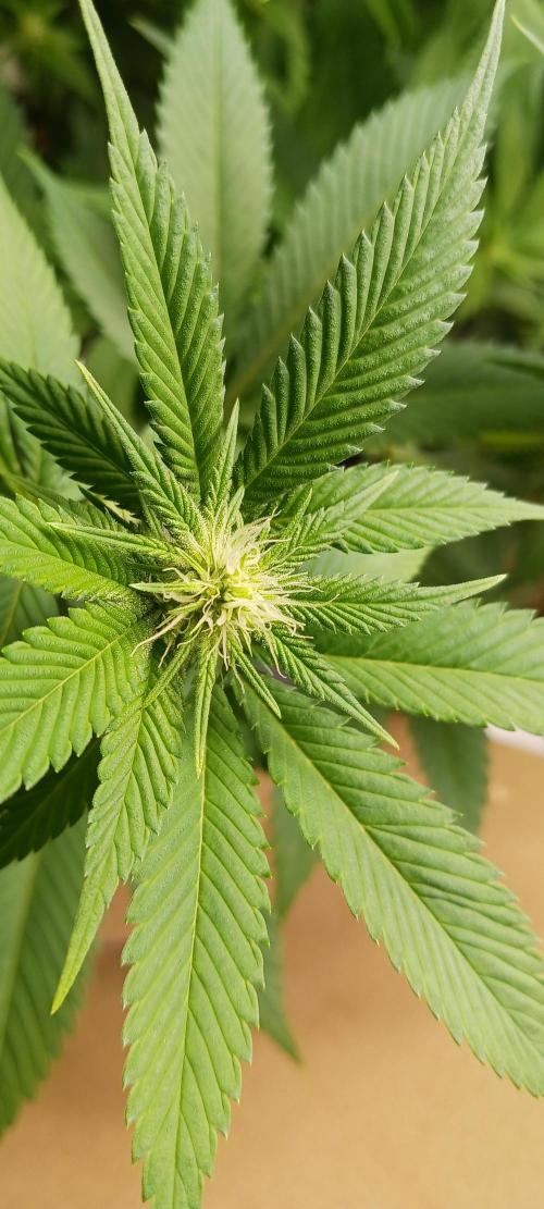 Fall Winter 2025. Week 8