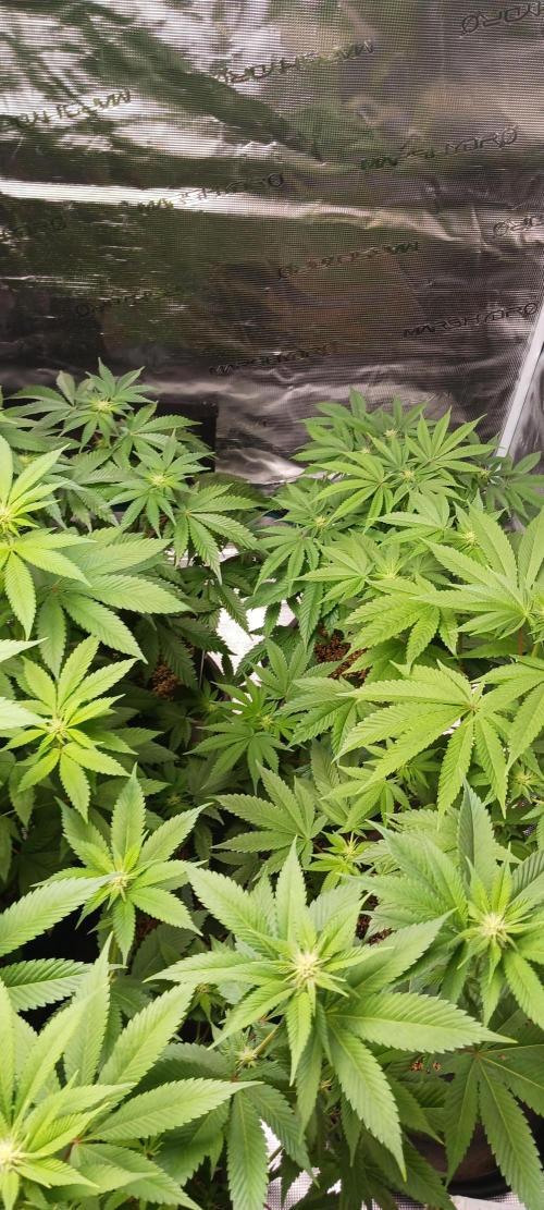 Fall Winter 2025. Week 8