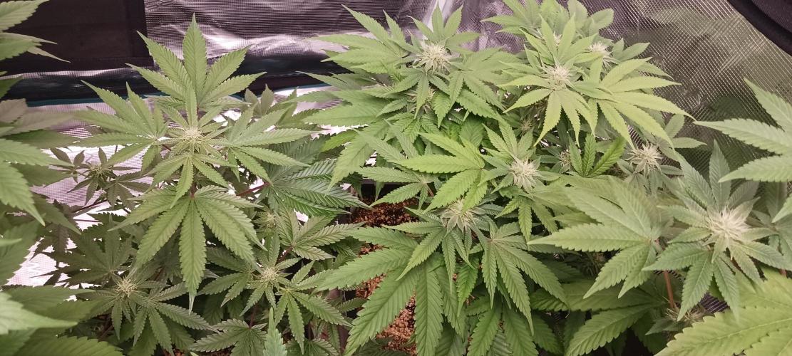 Fall Winter 2025. Week 9