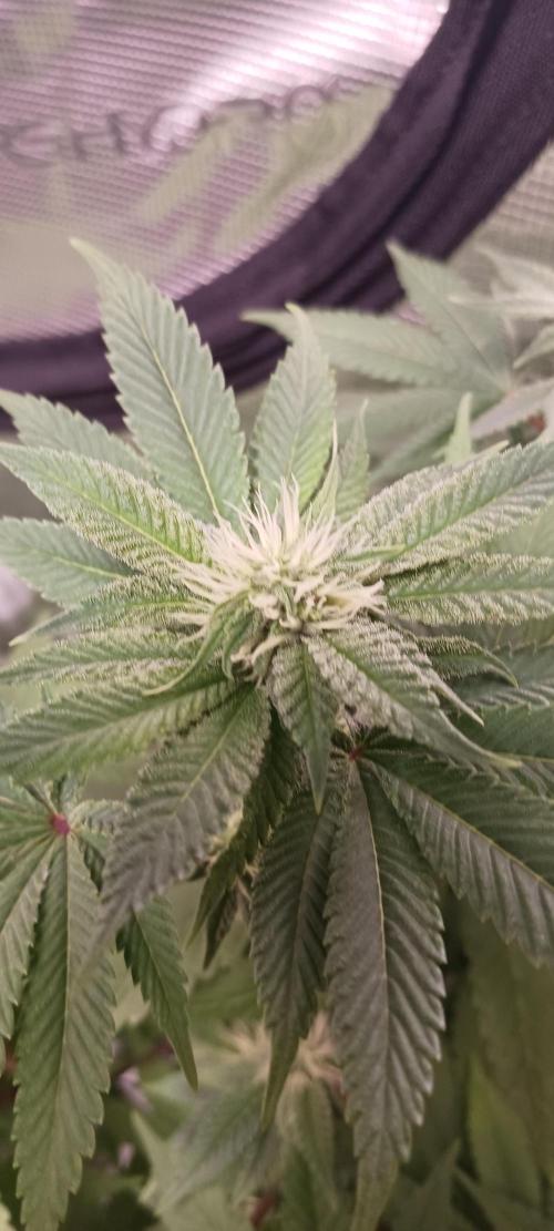 Fall Winter 2025. Week 9