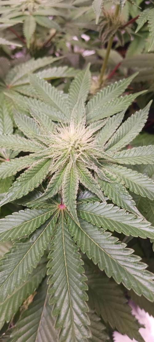 Fall Winter 2025. Week 9 - Fruity Punch already throwing up frost. 