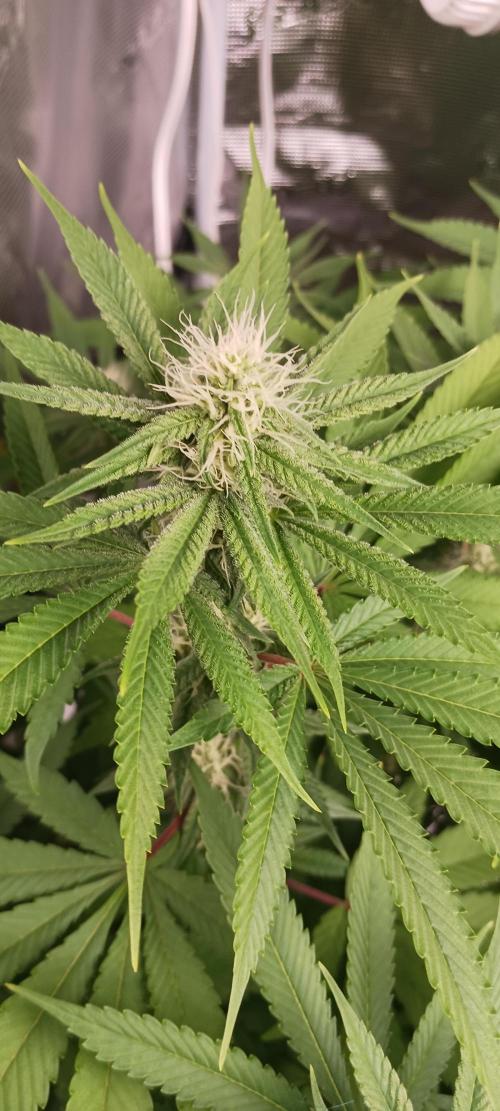 Fall Winter 2025. Week 9