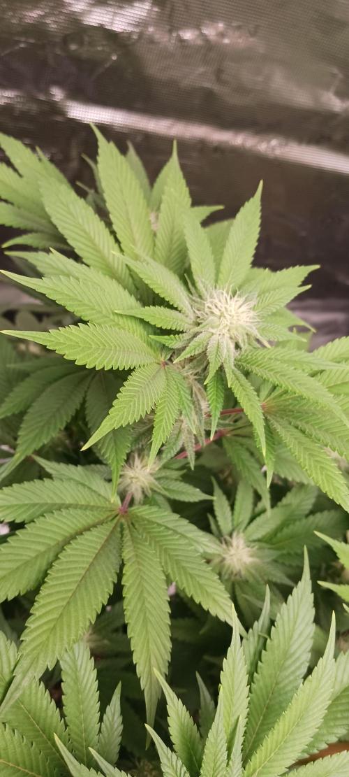 Fall Winter 2025. Week 9