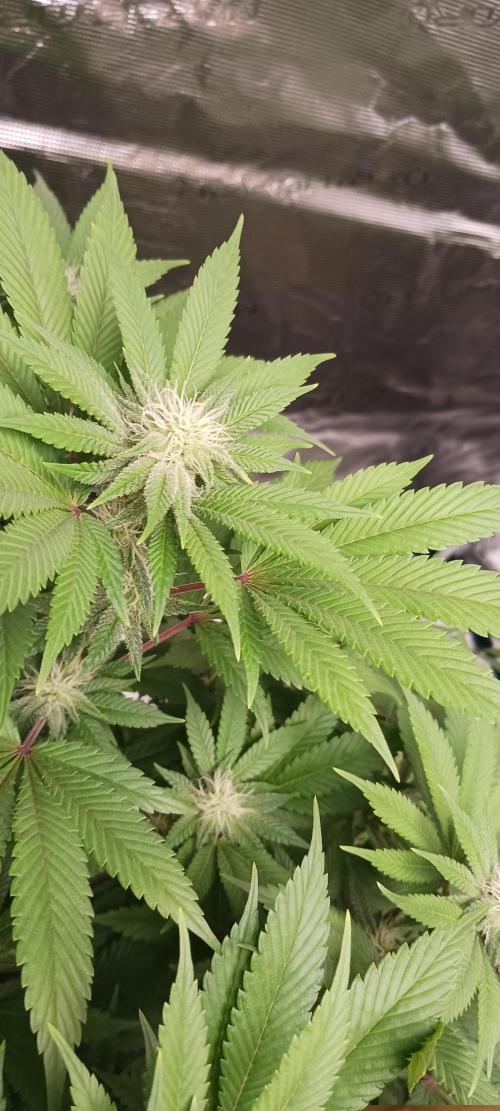 Fall Winter 2025. Week 9