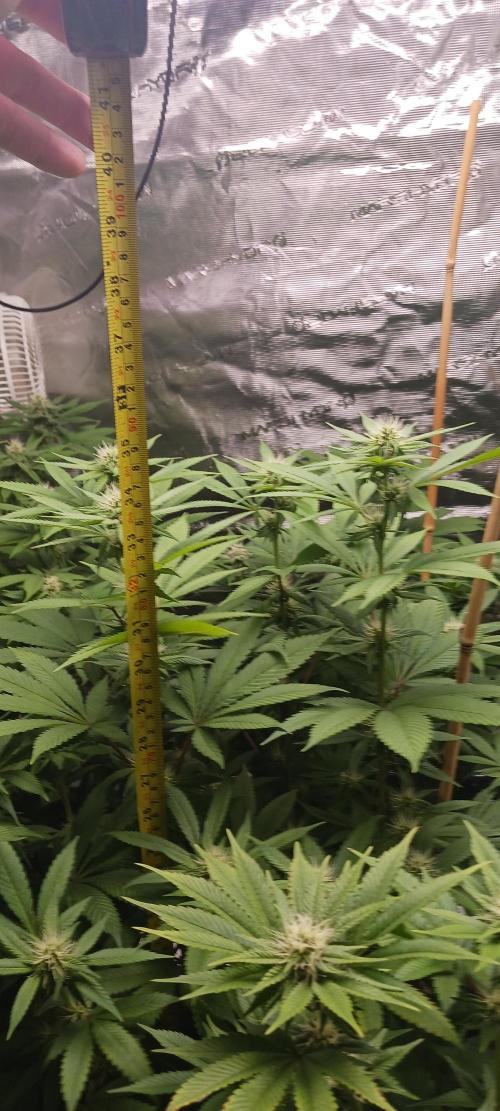 Fall Winter 2025. Week 9 - 35 inches. It's a good thing. 