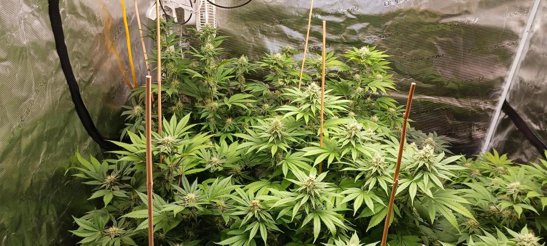 Fall Winter 2025. Week 10