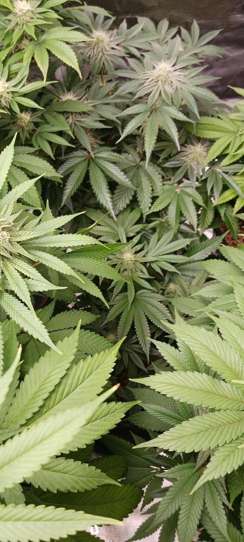 Fall Winter 2025. Week 10