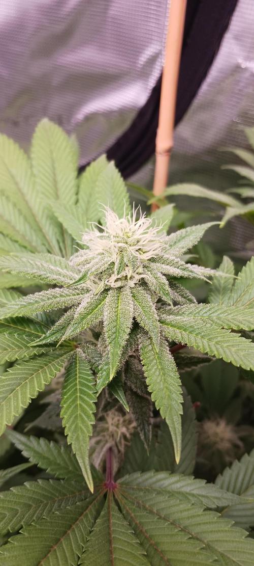 Fall Winter 2025. Week 10