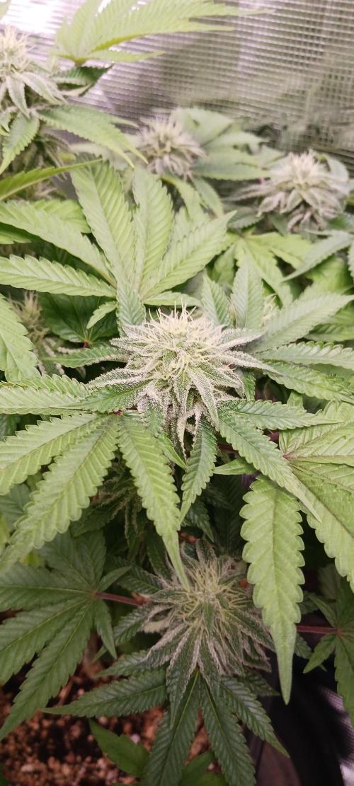 Fall Winter 2025. Week 10