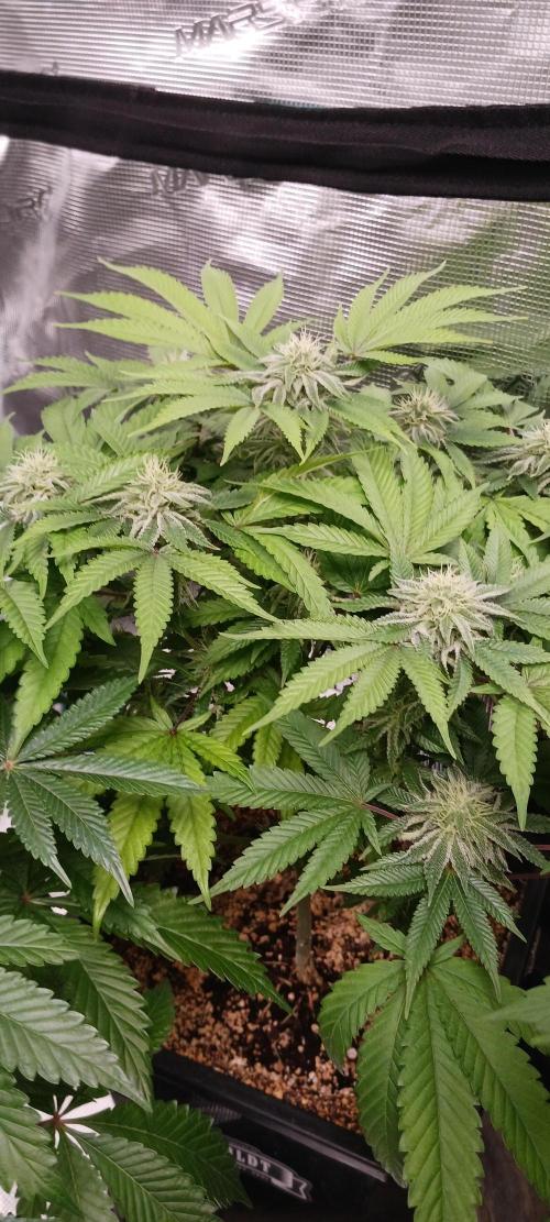 Fall Winter 2025. Week 10