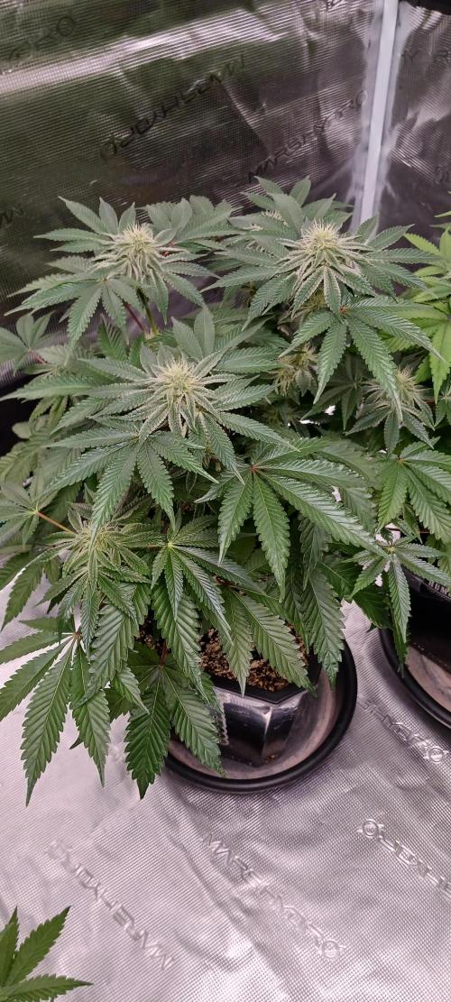 Fall Winter 2025. Week 10