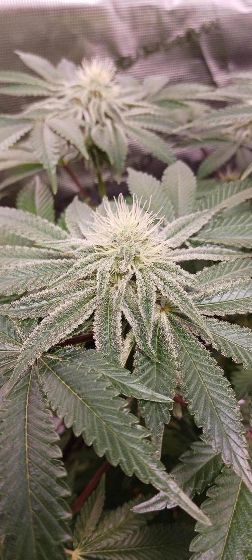 Fall Winter 2025. Week 10 - GCM Jordan of the Island seeds