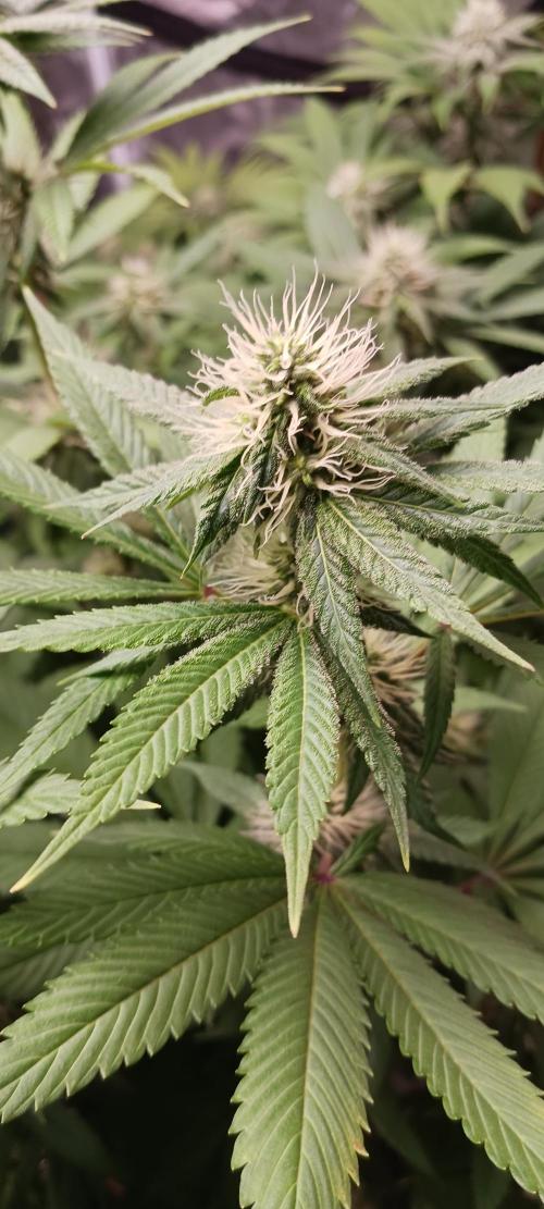 Fall Winter 2025. Week 10