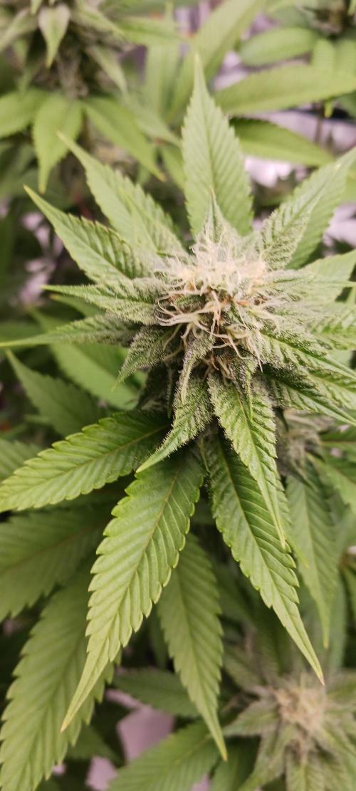 Fall Winter 2025. Week 10