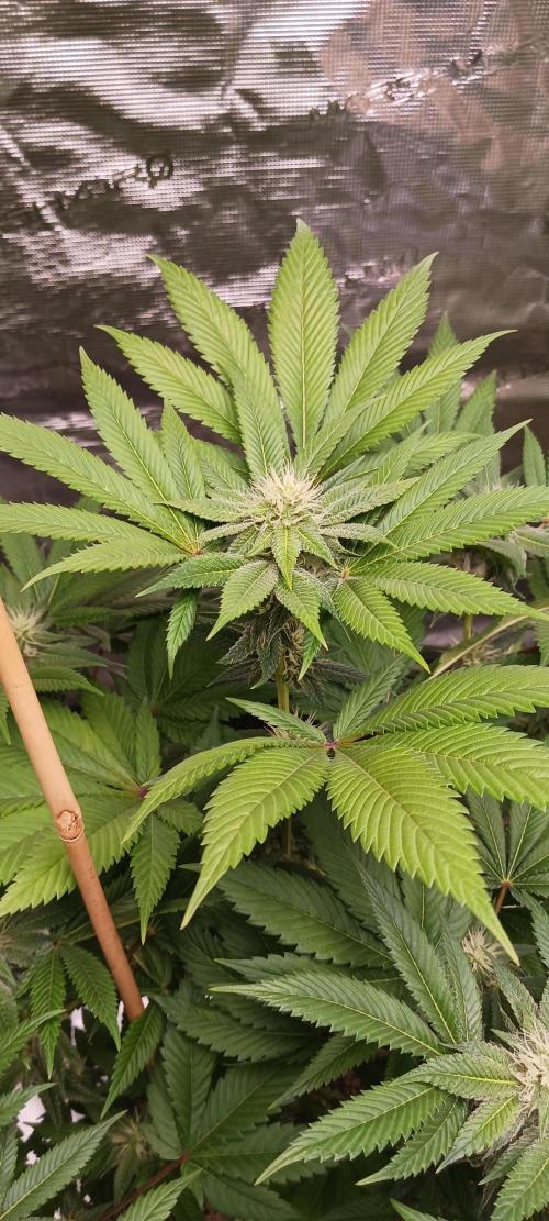 Fall Winter 2025. Week 10