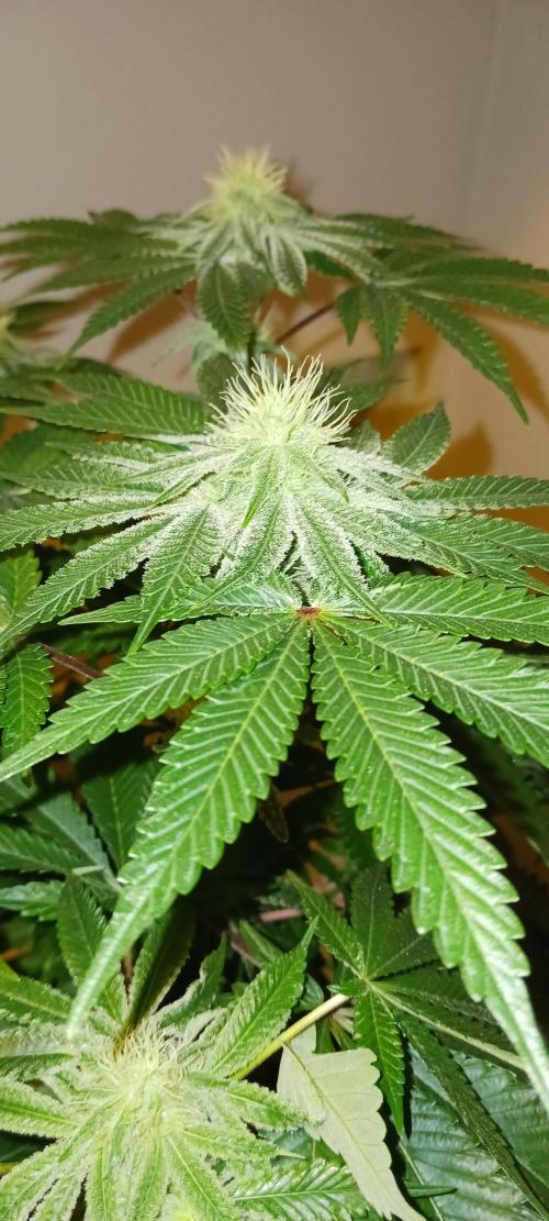 Fall Winter 2025. Week 10