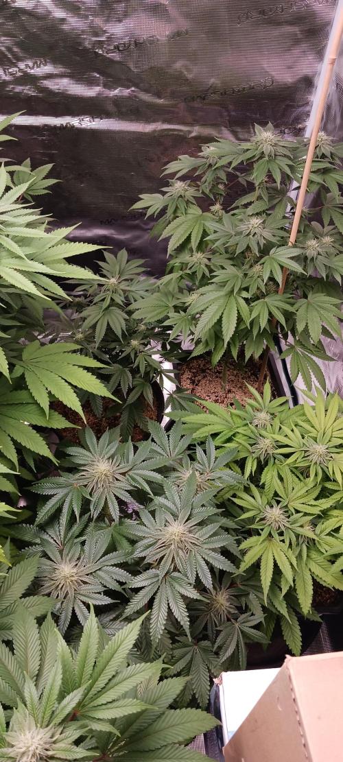 Fall Winter 2025. Week 10