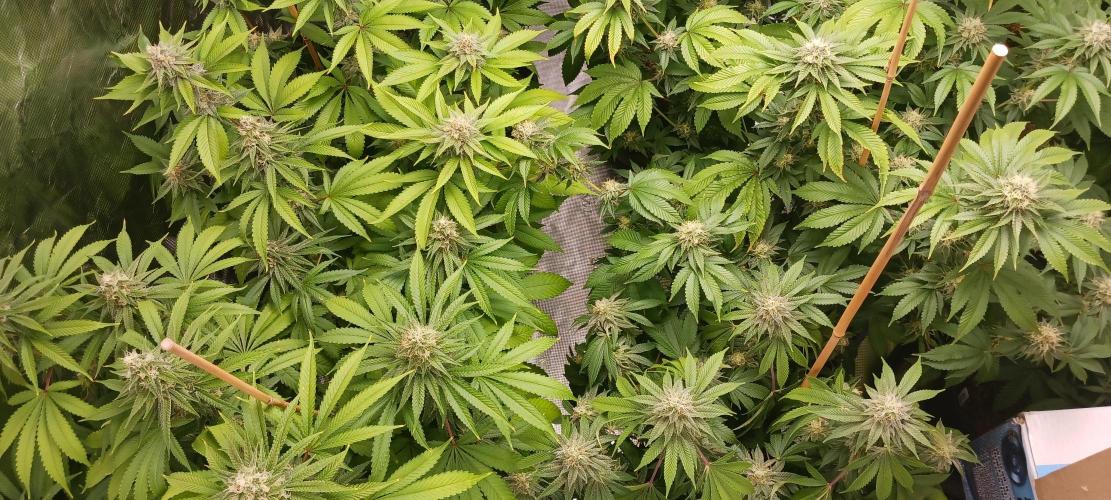 Fall Winter 2025. Week 11