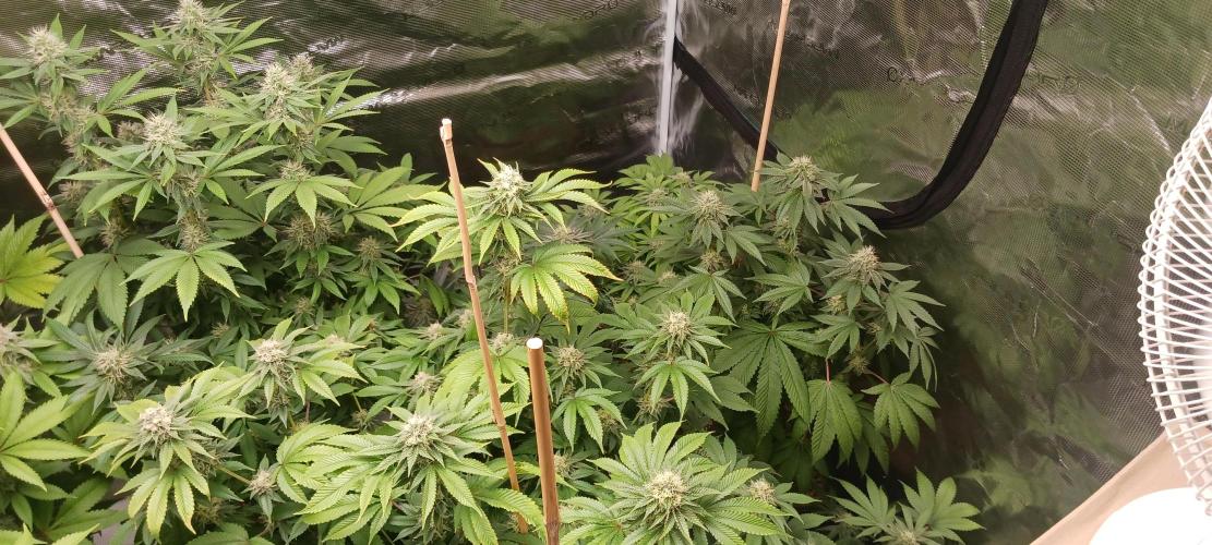 Fall Winter 2025. Week 11