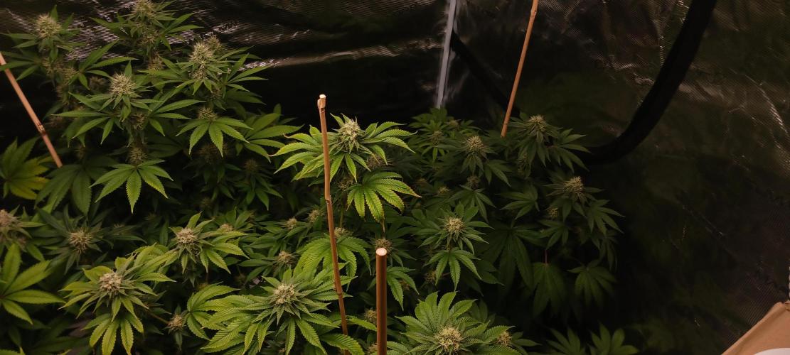 Fall Winter 2025. Week 11