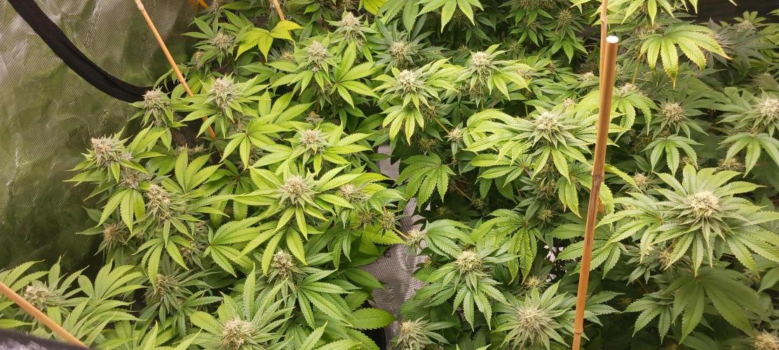 Fall Winter 2025. Week 11