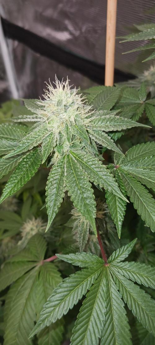 Fall Winter 2025. Week 11