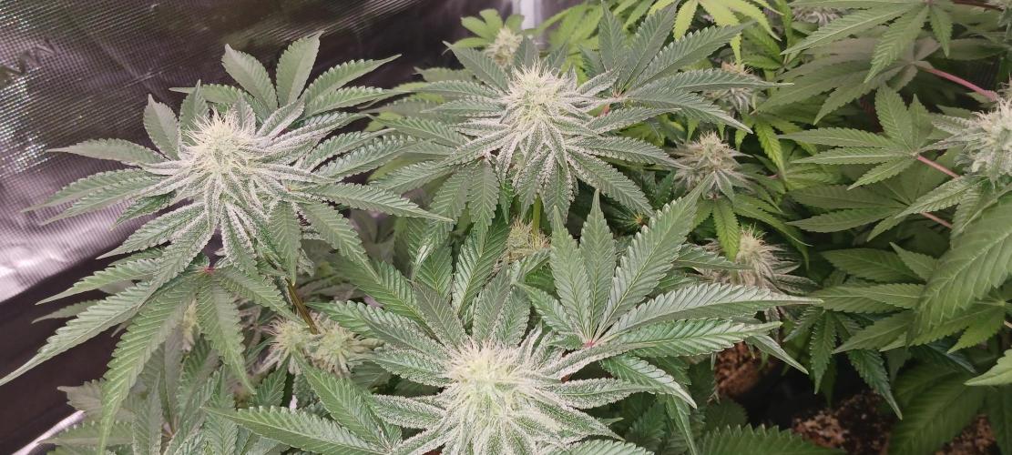 Fall Winter 2025. Week 11 - GCM