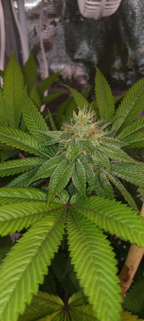 Fall Winter 2025. Week 11