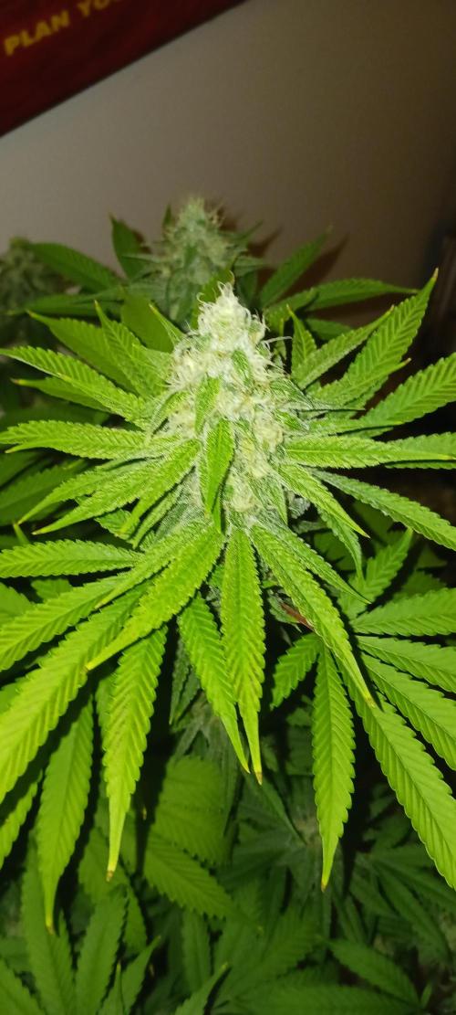 Fall Winter 2025. Week 11 - FP