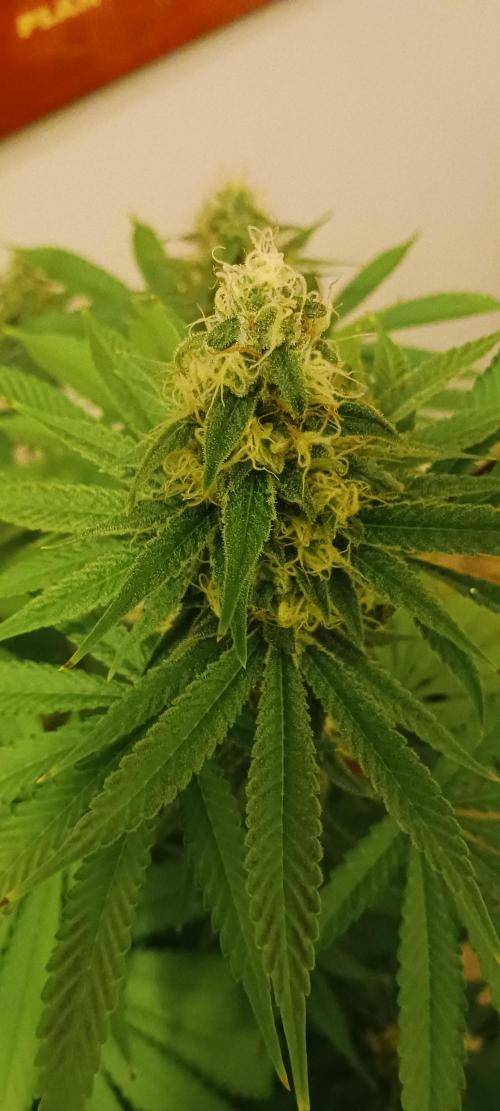 Fall Winter 2025. Week 11 - FP