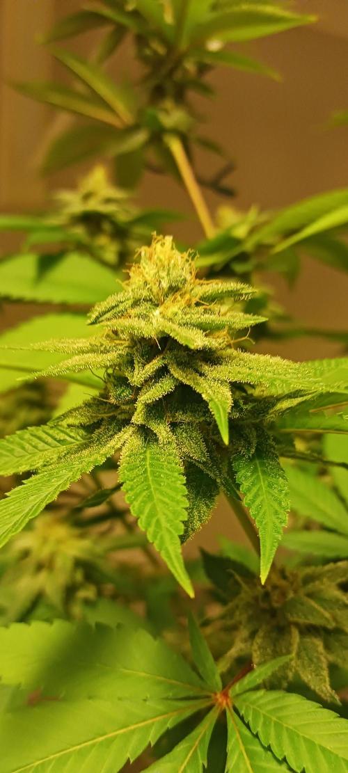 Fall Winter 2025. Week 11 - GDP